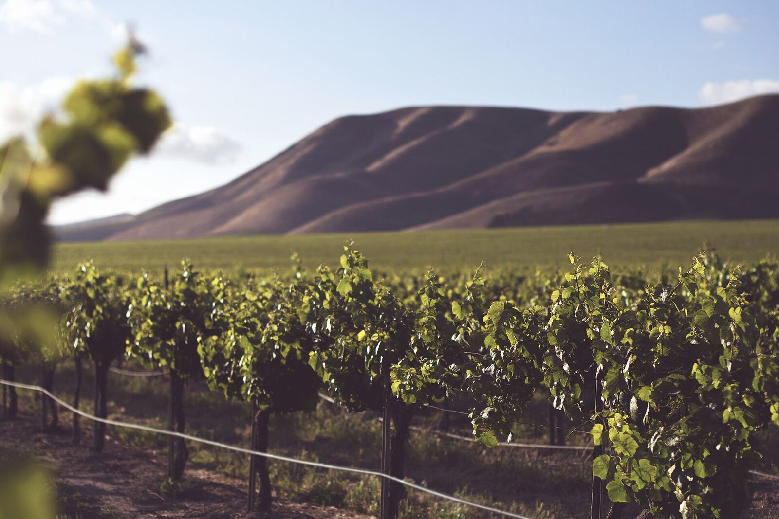 Vineyard rows in front of the bare, rolling Horse Heaven Hills